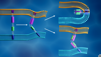 The novel coronavirus membrane