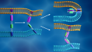 Neutrons probe biological materials for insights into COVID-19 virus infection