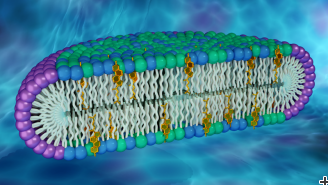 Novel cell membrane model could be key to uncovering new protein properties