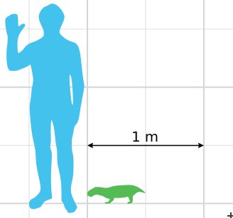 Diictodon feliceps