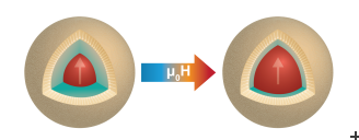 Magnetic nanoparticles change their magnetic structure in a magnetic field