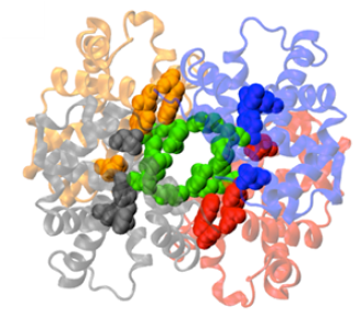 Haemoglobin