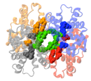 Optimized Haemoglobin in Humans and Platypus