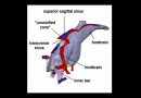 Mystery of an enigmatic impression in the braincase solved