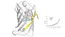 Investigating cyan fluorescent proteins for bioimaging with neutron experiments