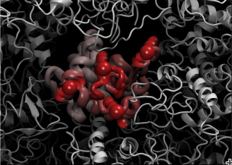 Lysozyme