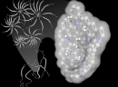 Ultra-fast diffusion of hydrogen in a novel mesoporous N-doped carbon