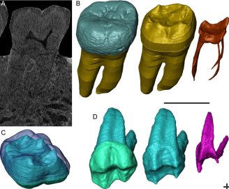 Teeth neutron microtomographyrecord