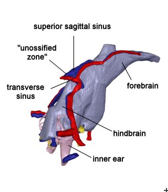 Brain endocast of Diictodon feliceps