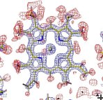 Myoglobin