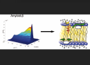  Neutrons observe the effects of Alzheimer's peptides