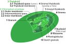 New insight into photosynthesis