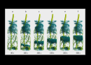 User research at BER II: Lupin roots observed in the act of catching water from soil – so far too quick for 3D views