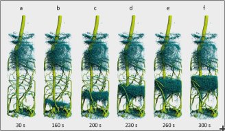 Sequential tomography of a lupin root