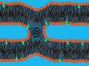 Recognizing Membrane Changes Using Neutrons