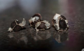 Moringa seeds