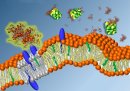 Neutron experiments reveal proteins which can inhibit amyloid plaque formation