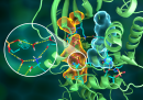 Neutrons paint atomic portrait of prototypical cell signaling enzyme—protein kinase A