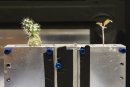 Neutrons investigate tomatoes for insights into interplant chatter