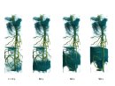 Record-Fast Neutron Tomography Tracks Water Pathways into Plants