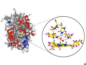 Molecule structure of Cytochrome-c-Peroxidase