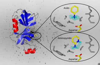 Trypsin