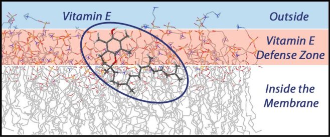 vitamin e diagram