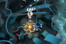 Neutrons probe oxygen-generating enzyme for a greener approach to clean water