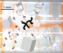 How do protein crystals grow? How do protein crystals grow?