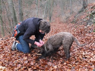 Search for truffles 