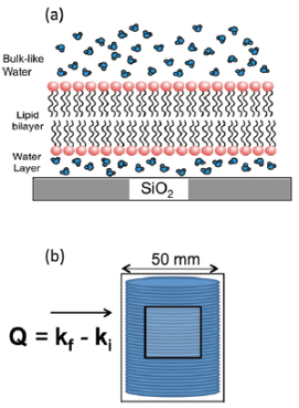 Lipid interaction Lipid interaction