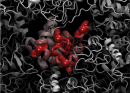 Elastic incoherent neutron scattering at ILL challenge the Lindemann criterion in proteins