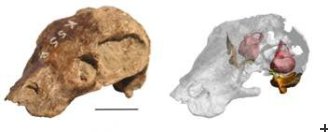 Skull of K. fossilis