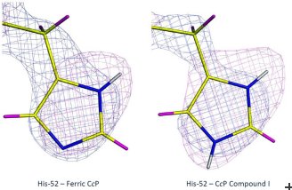 X-ray (blue) and neutron (magenta) maps of histidine 52