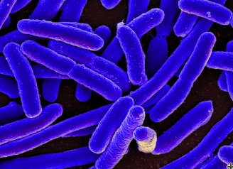 Neutrons help to analyse outer surface interactions on E. coli