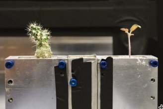 Neutrons investigate tomatoes for insights into interplant chatter