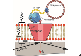 The cell-free preparation of supported bilayers containing p7 and NR