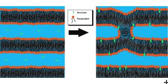 Cell membrane alterations