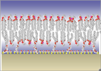 Cross-section of a tethered bilayer membrane