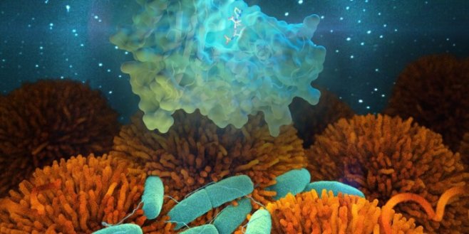 Bacteria containing enzymes called beta-lactamases, illustrated by the light blue cluster, break down antibiotics and allow bacterial infections to develop and spread through human cells (orange). A team from ORNL’s Neutron Sciences Directorate is using neutrons to study how resistant bacteria, represented by the light blue rod shapes, are evolving to negate the effects of the beta-lactam class of antibiotics. (Image credit: SCIstyle/Thomas Splettstoesser)