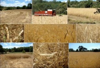 Selenium in cereal crops